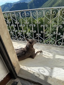 Unsere Jolie auf Ihrem Lieblingsplatz auf dem Balkon