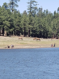 Wild horses