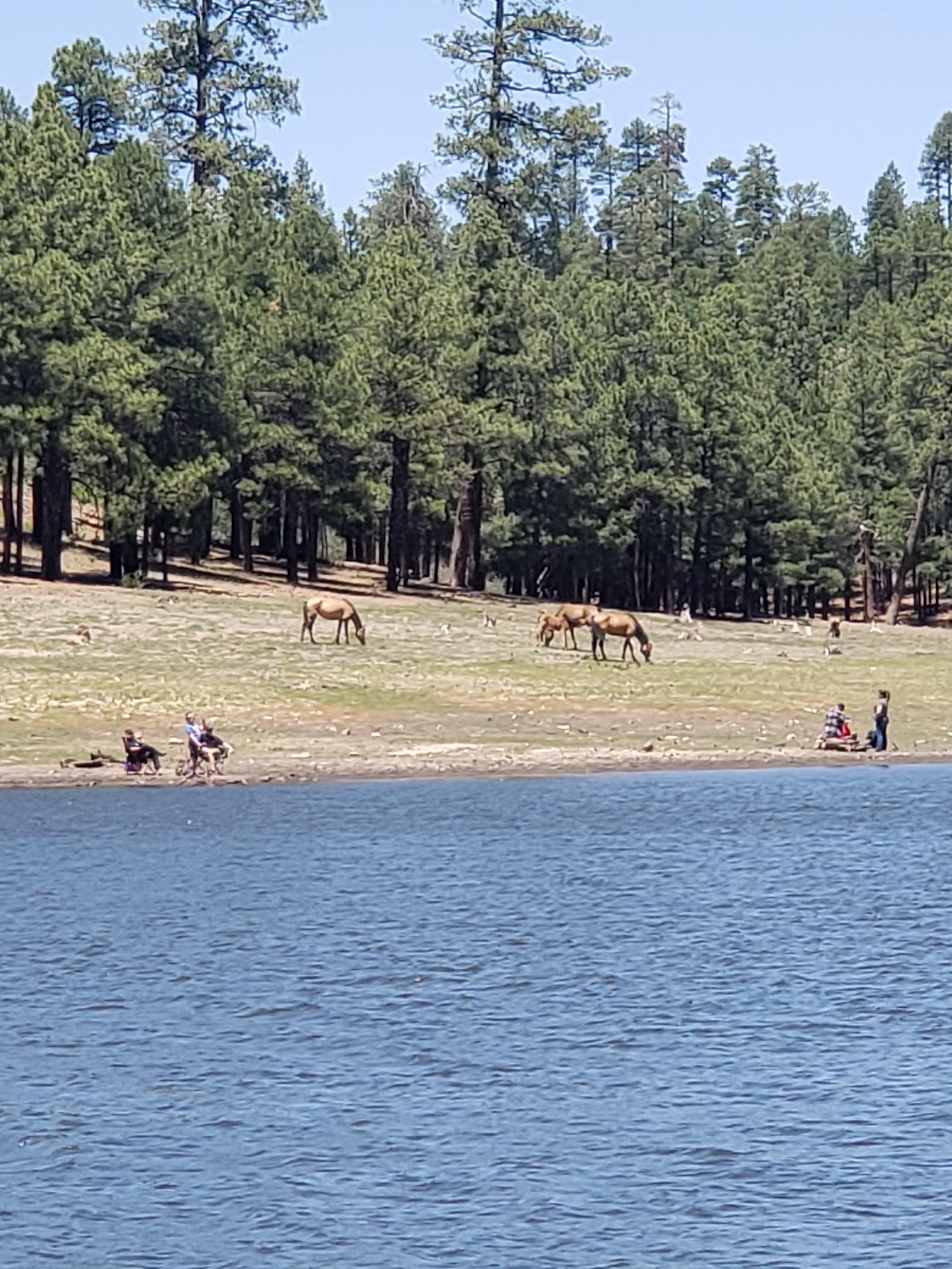 Wild horses