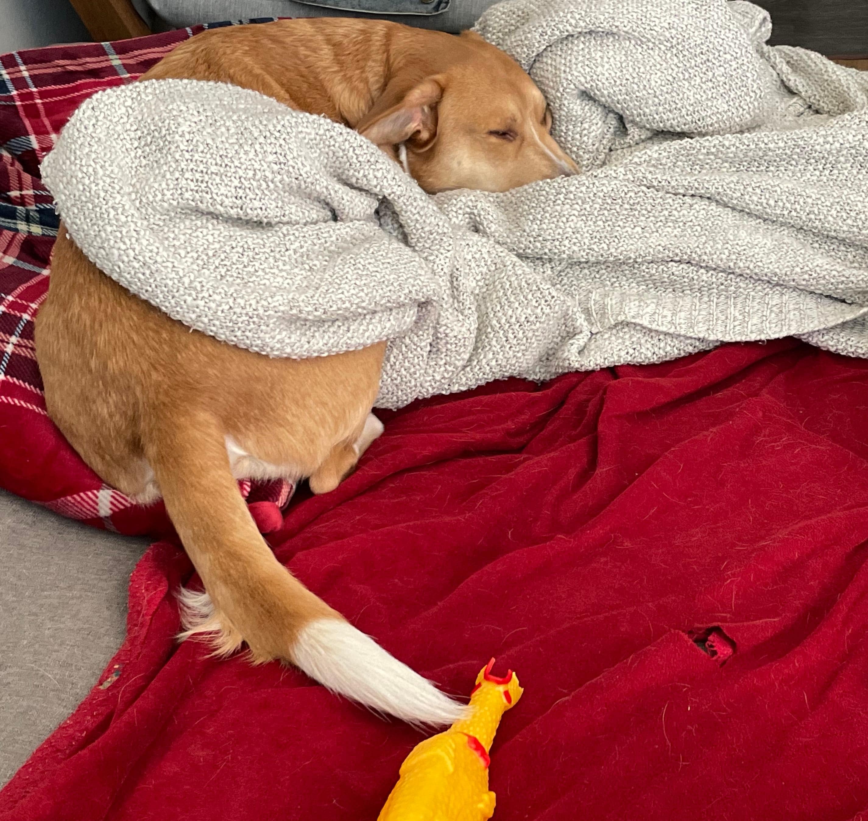 My pup was extremely comfortable, and no one complained. In fact, Alfonso welcomed him every day. :)