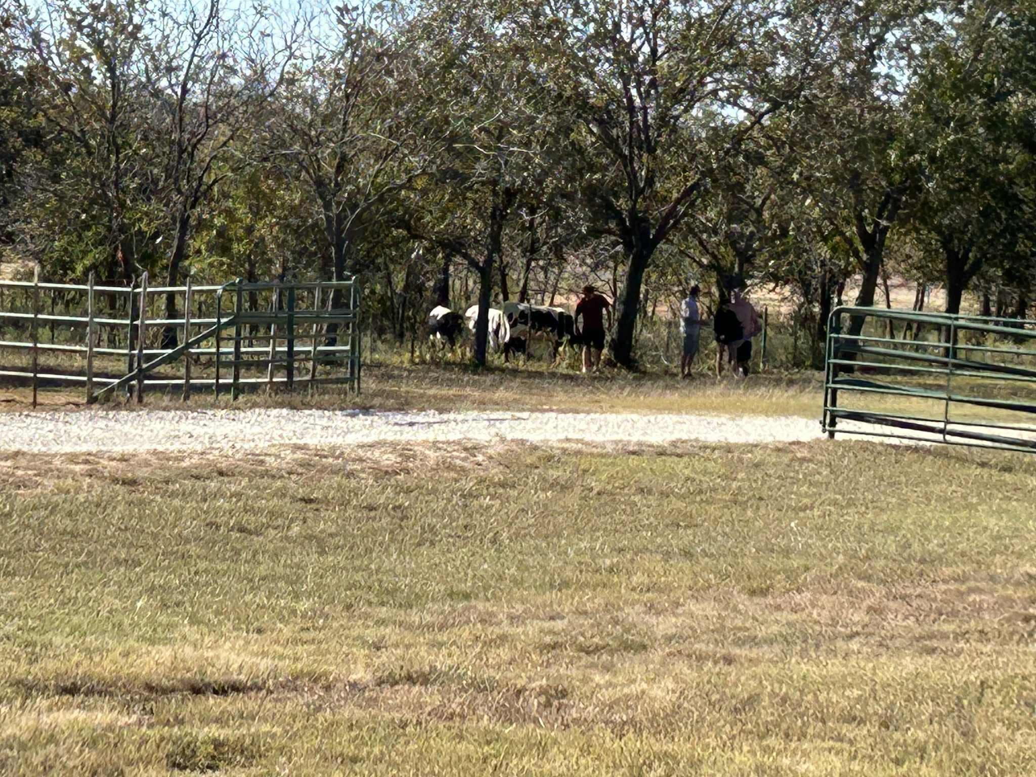 Feeding the cows snacks. 