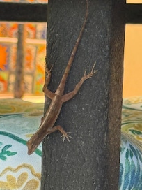 Anole friend.