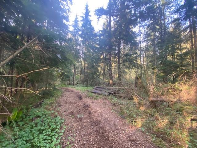 Forest walk on site