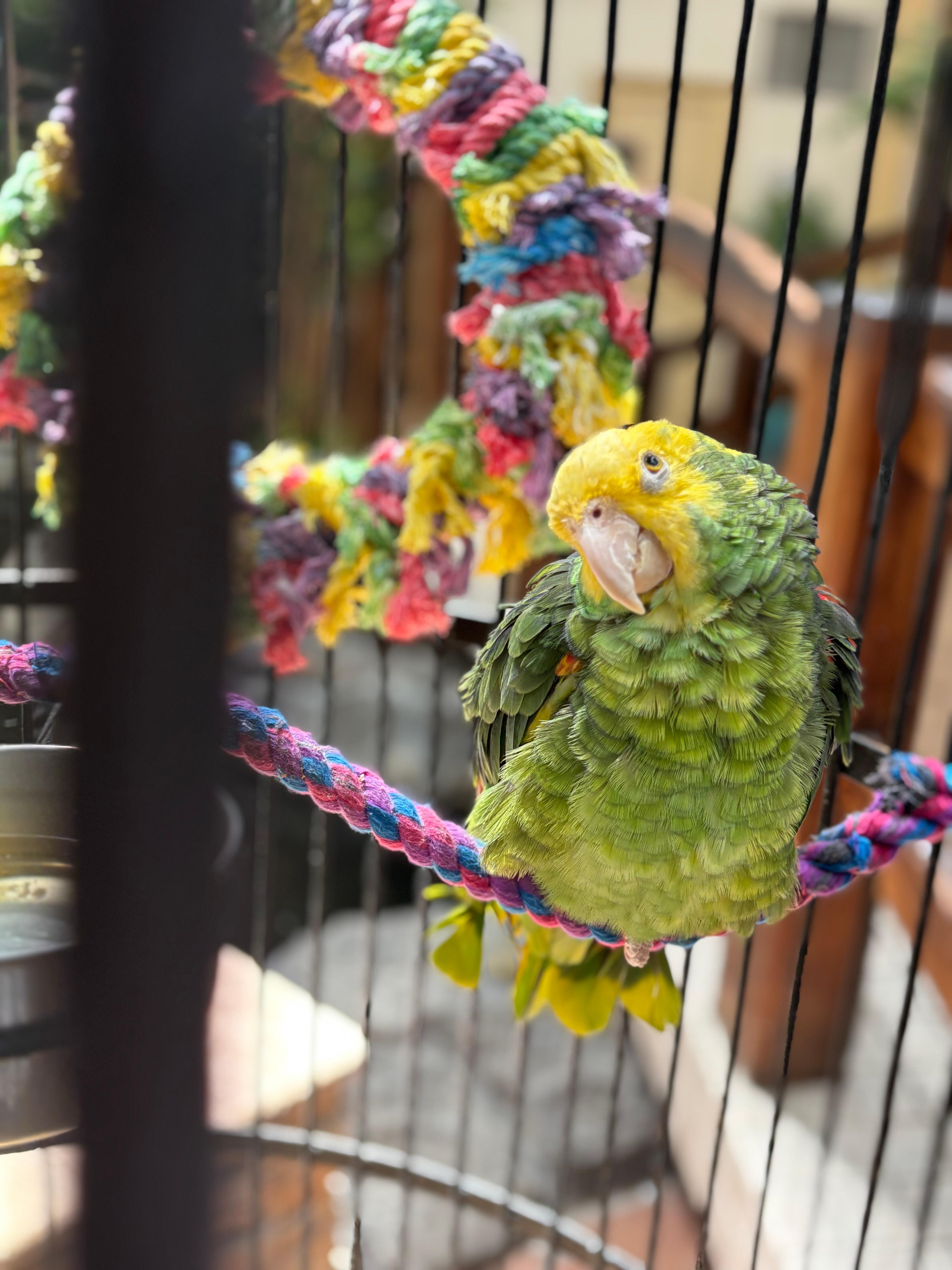 Parrot in the Atrium, very entertaining!