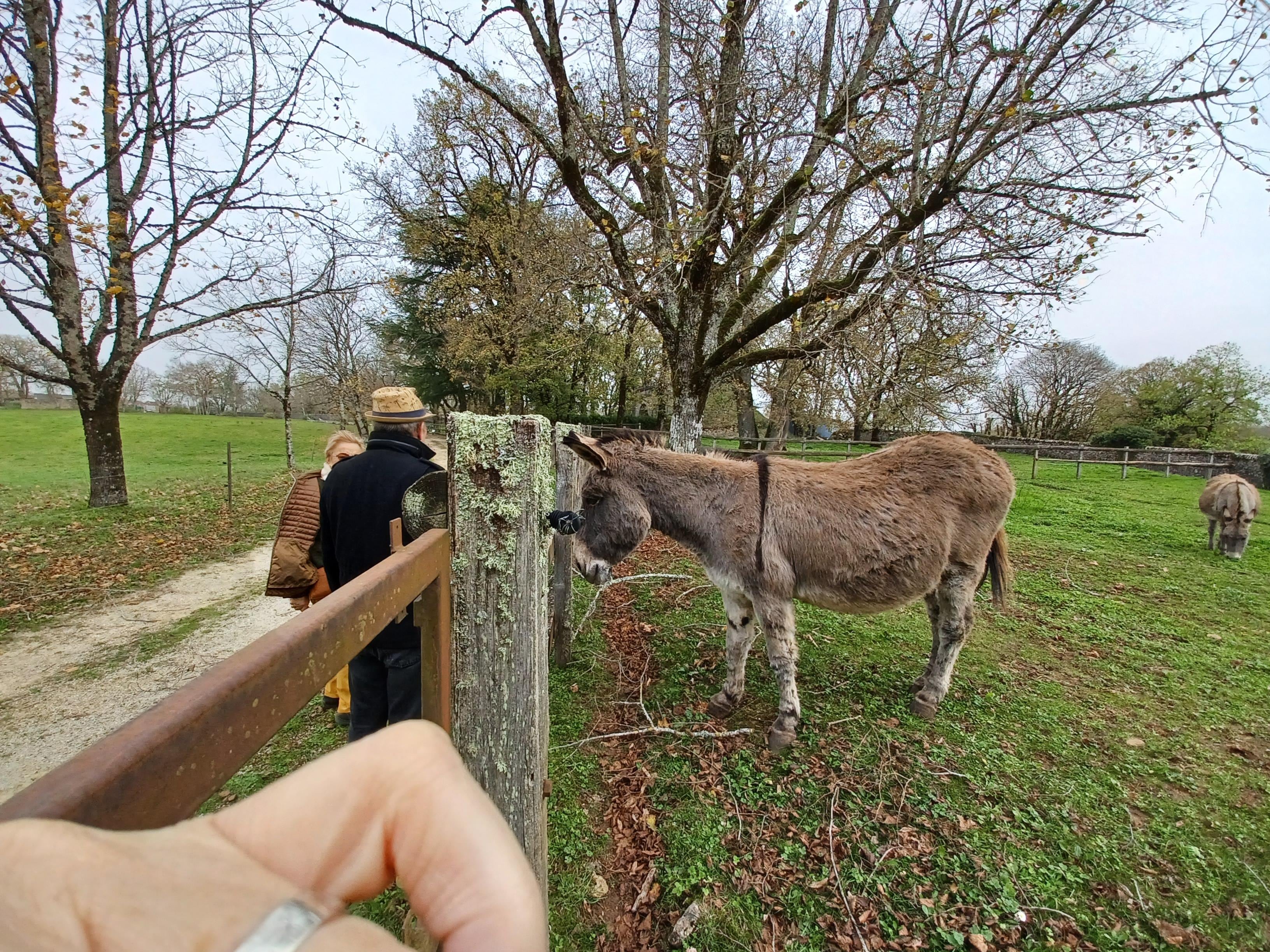 Très beau parc avec des ânes et aussi des chevaux 