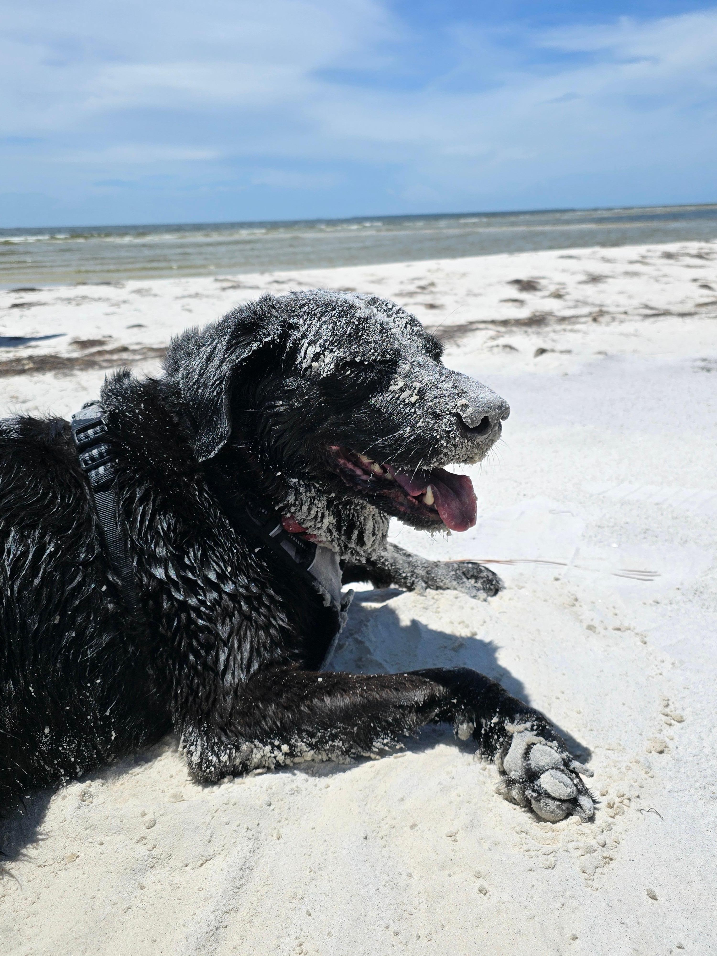 Ollie loved his beach time