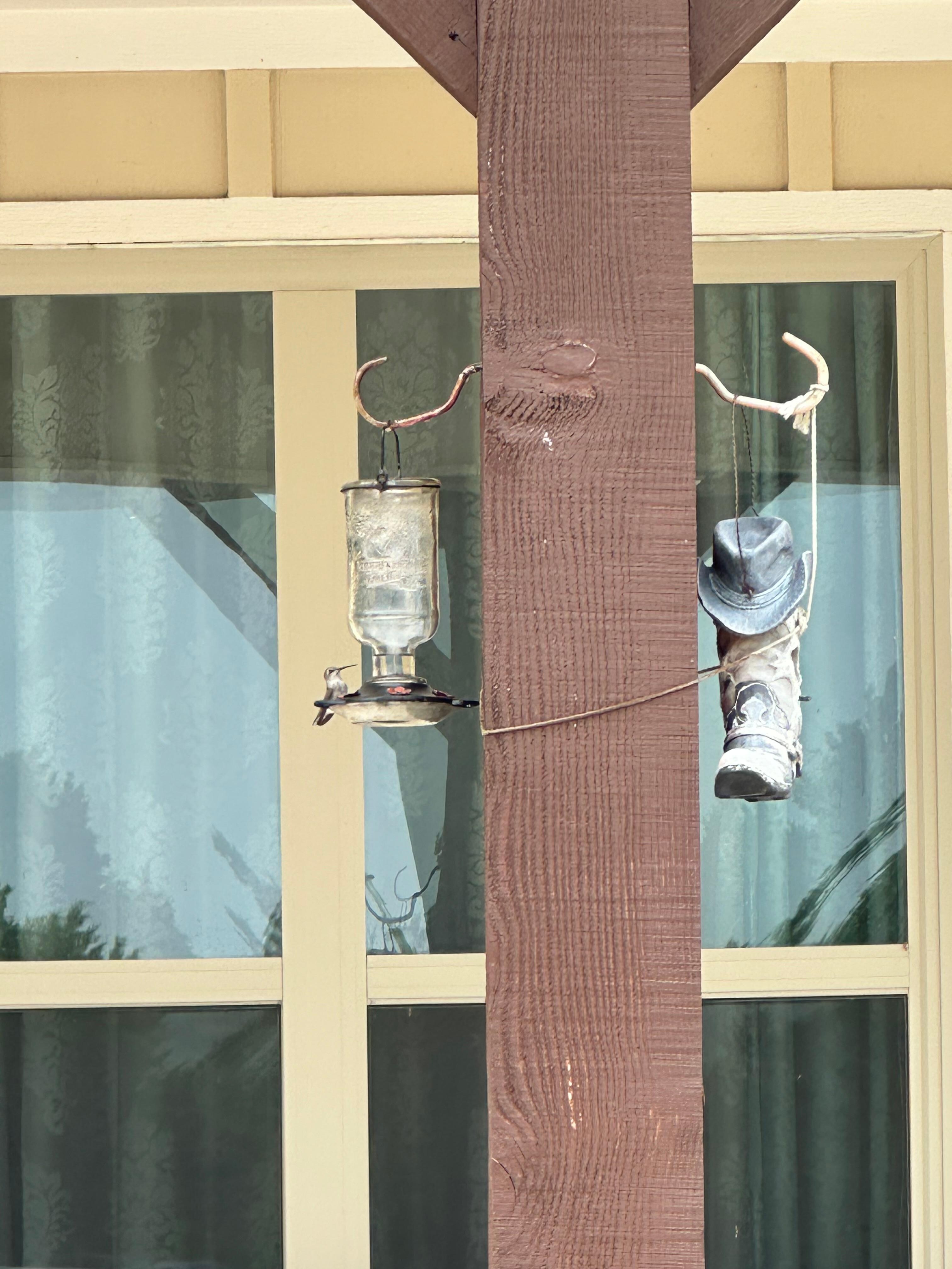 Hummingbird bird