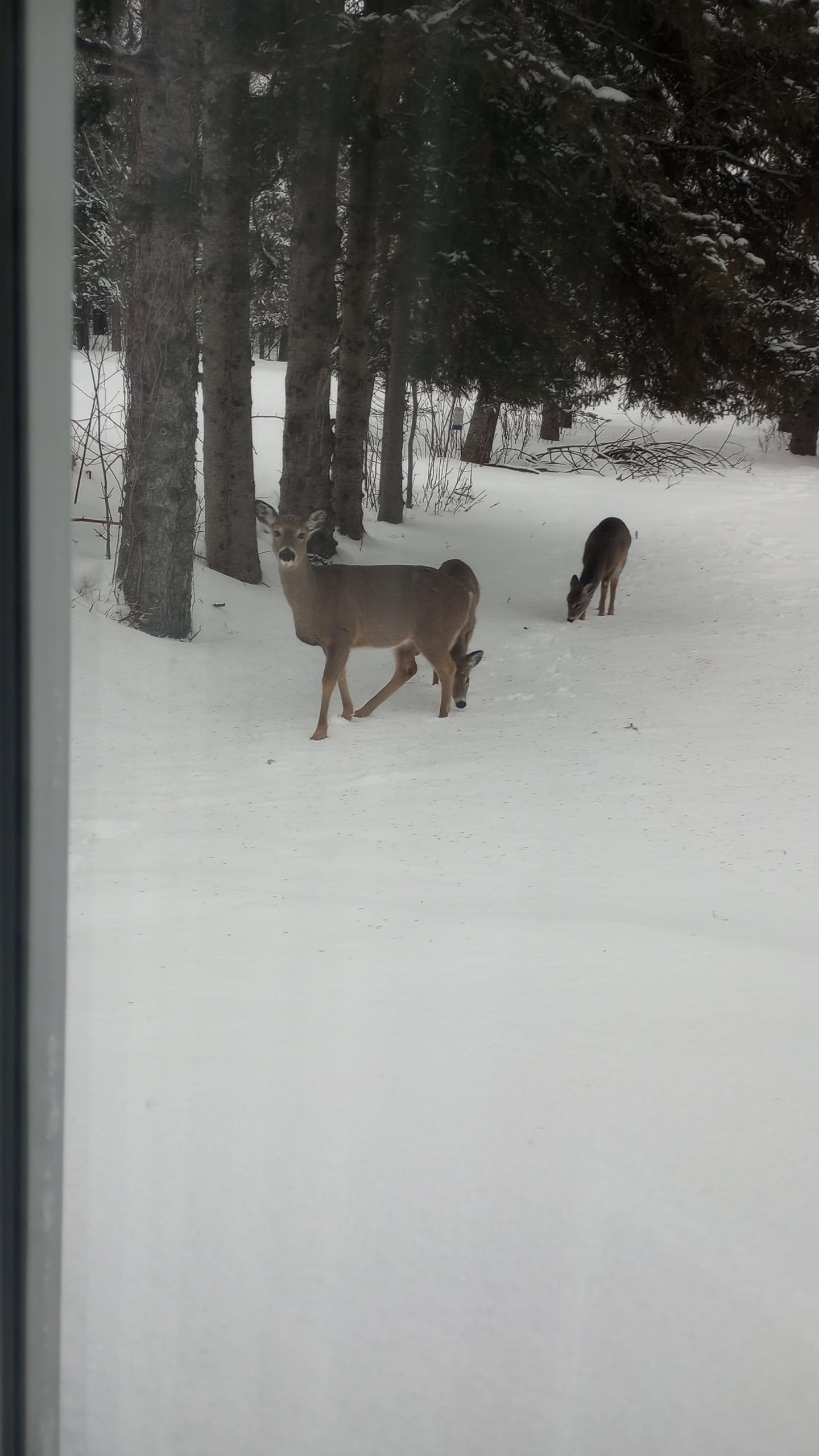 Out the window in the back yard 