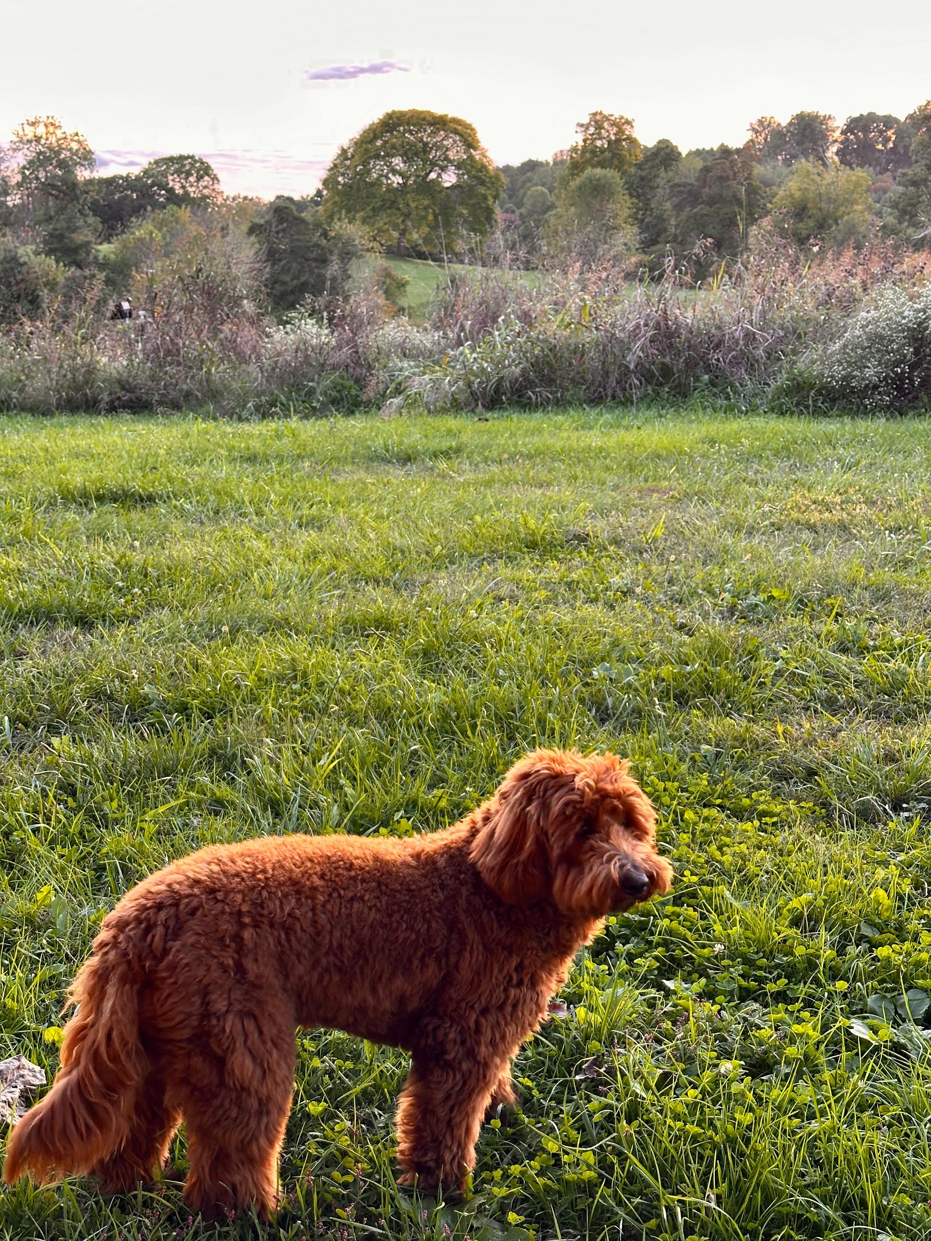 Emmett enjoying the space outside.