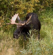 Resident Moose