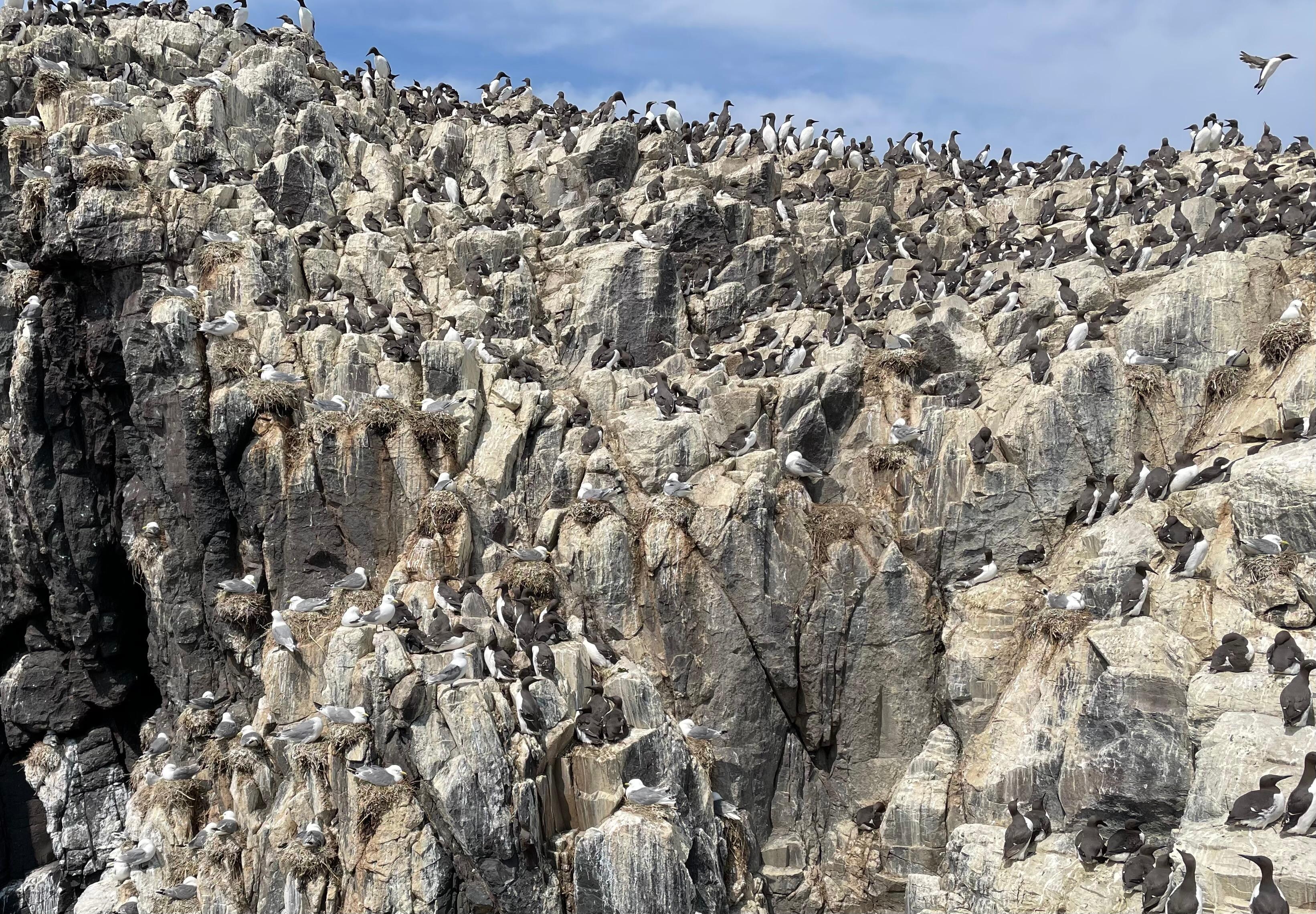 Farne islands