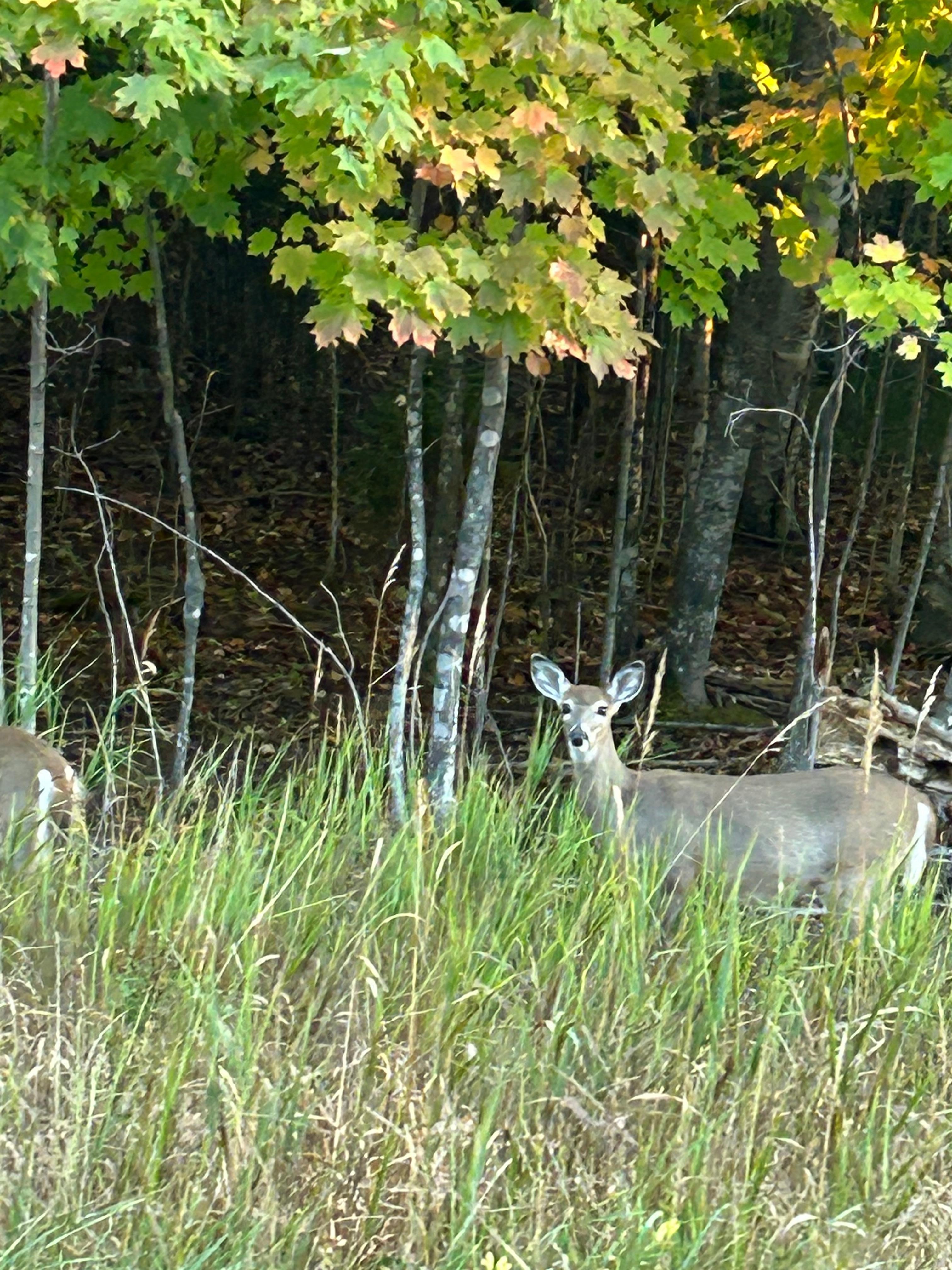 Deer by cabin