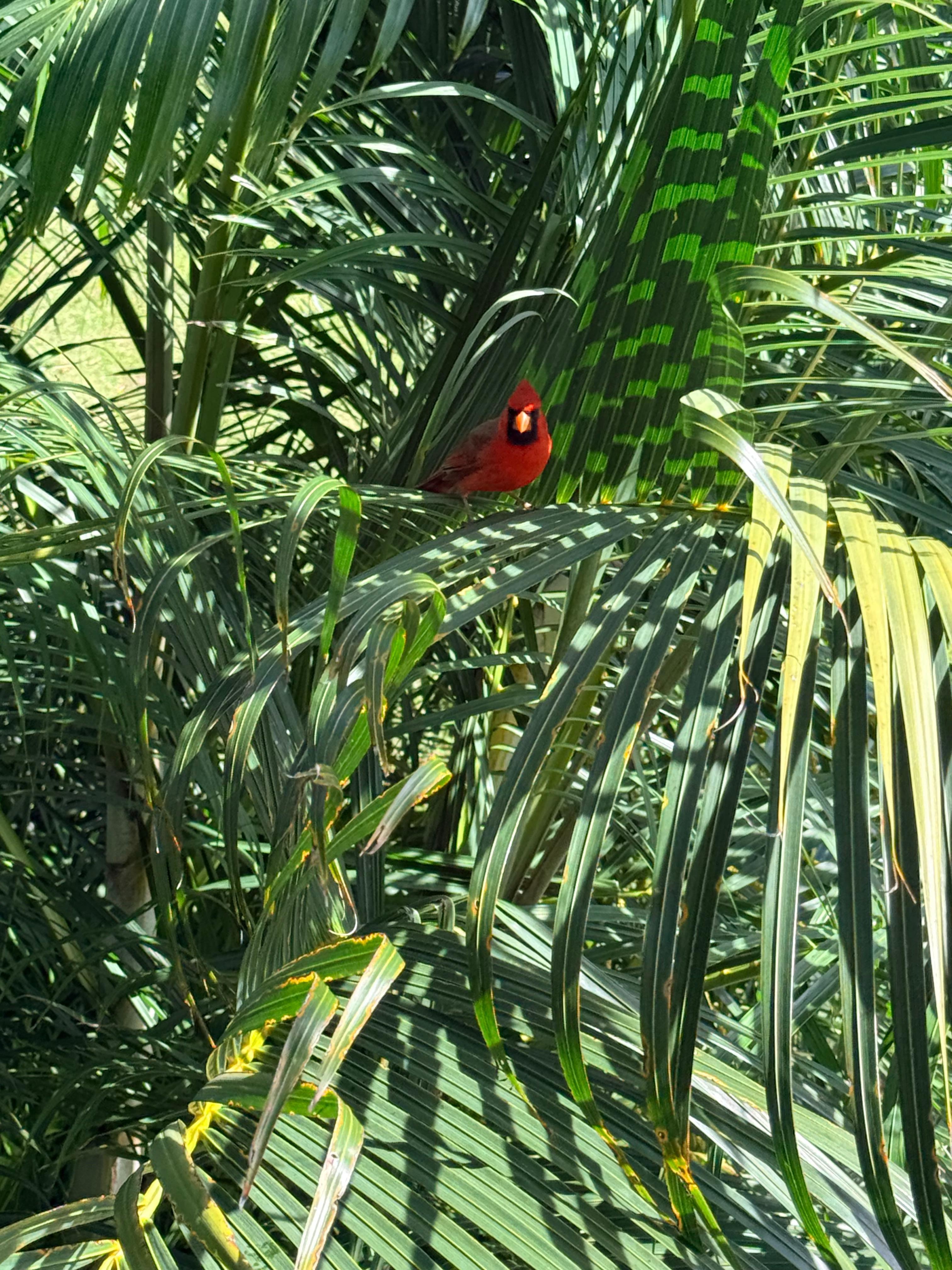 Birds visiting house 