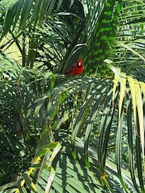 Birds visiting house