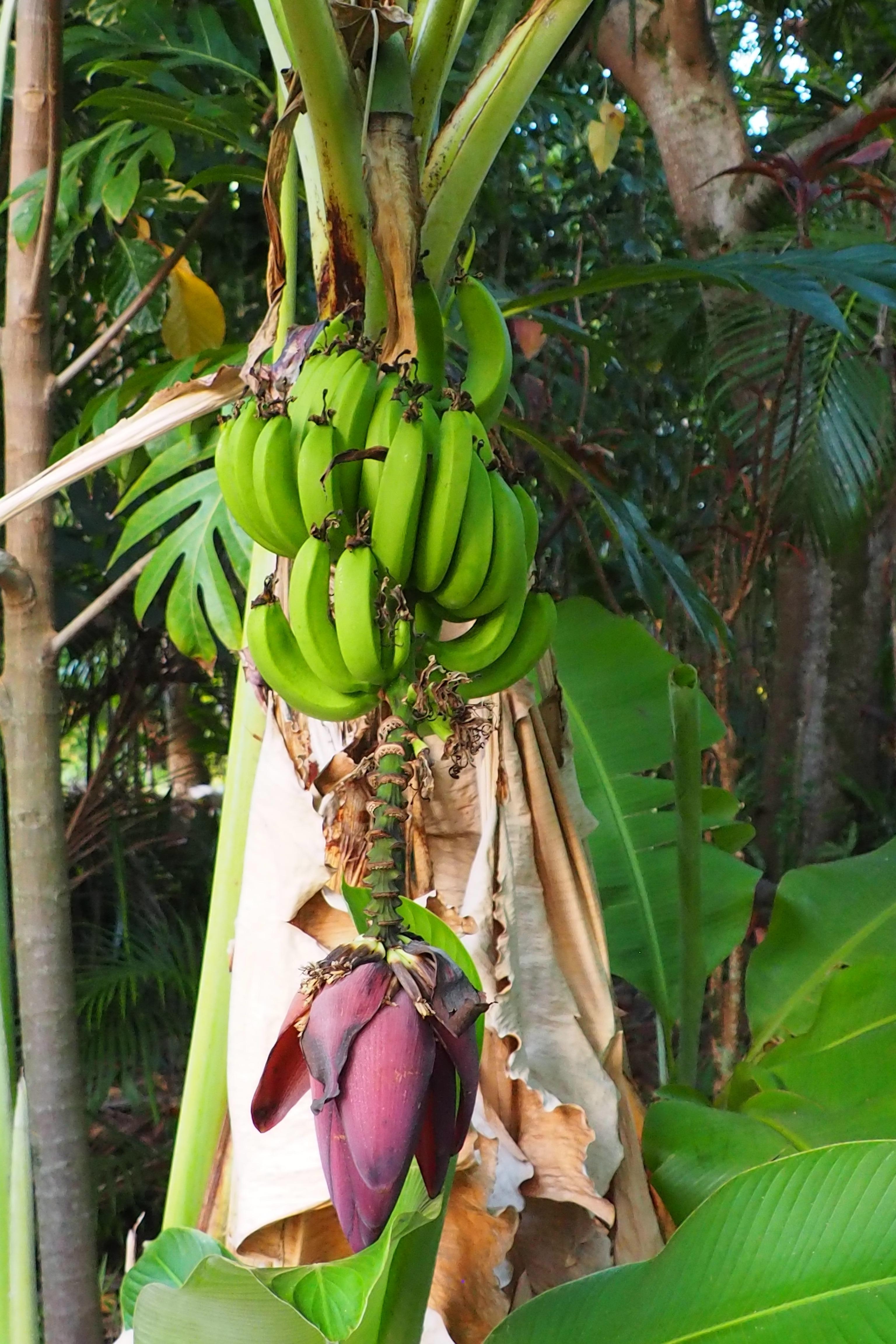 A banana tree in the back yard