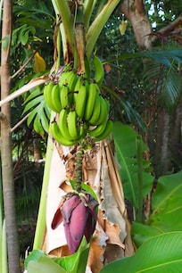 A banana tree in the back yard
