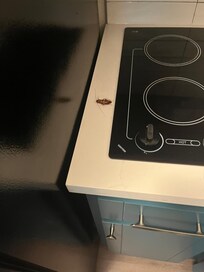 Roach next to stove