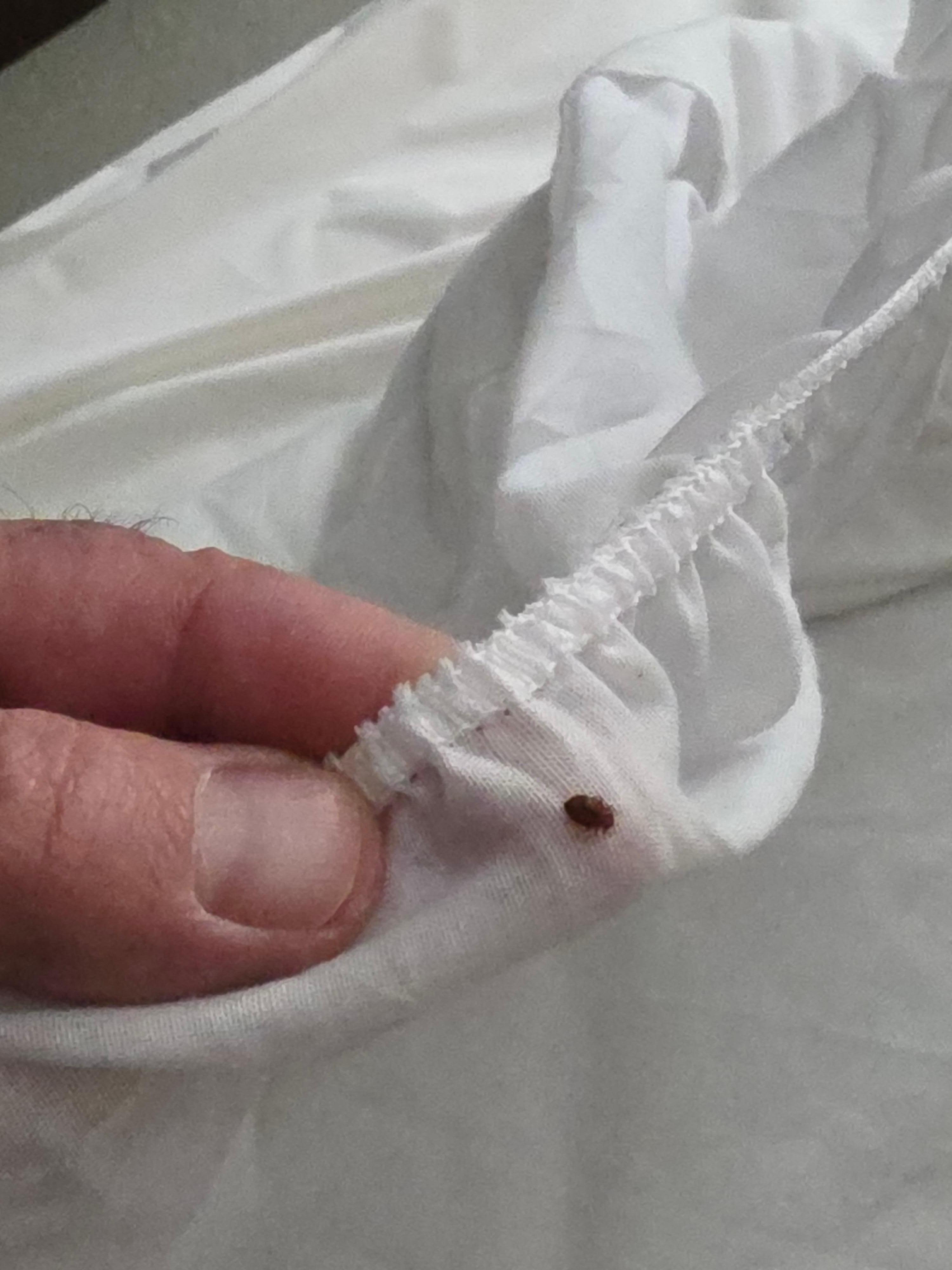 There is a bed bugs on sheet 