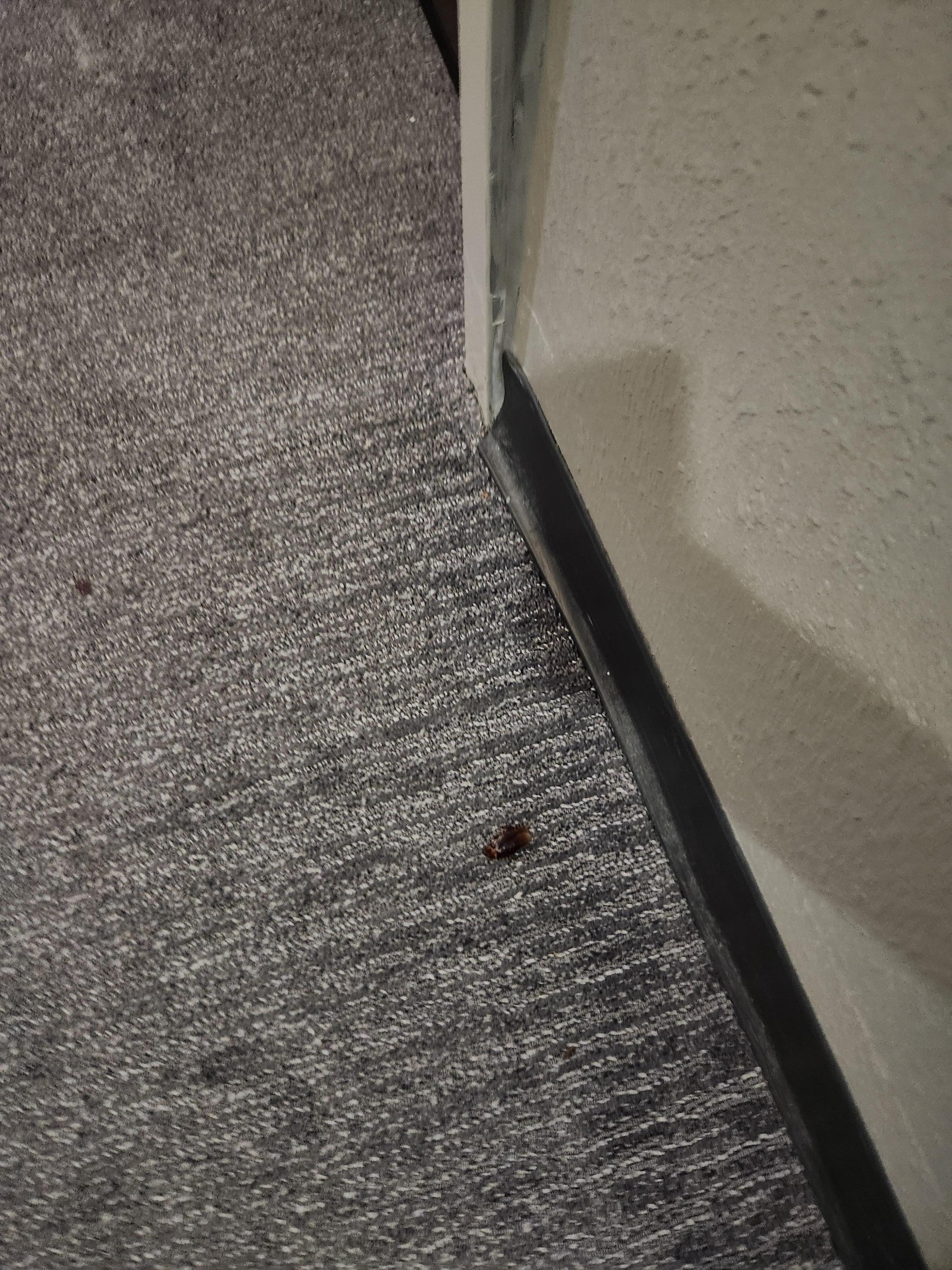 They cleaned around the roach for 4 days.