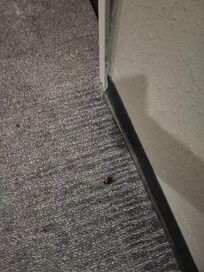 They cleaned around the roach for 4 days.