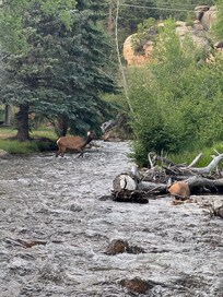 Elk on the move