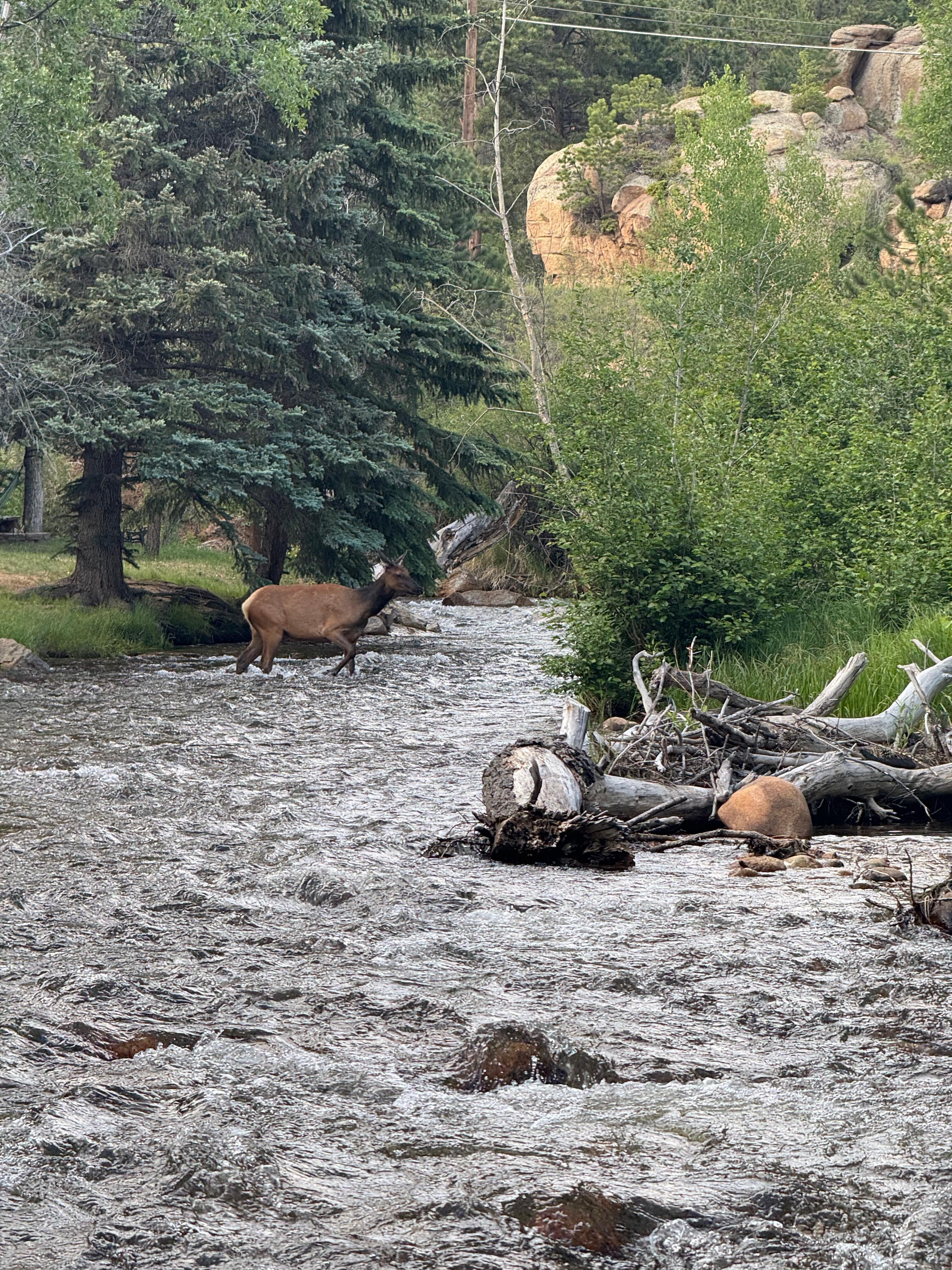 Elk on the move