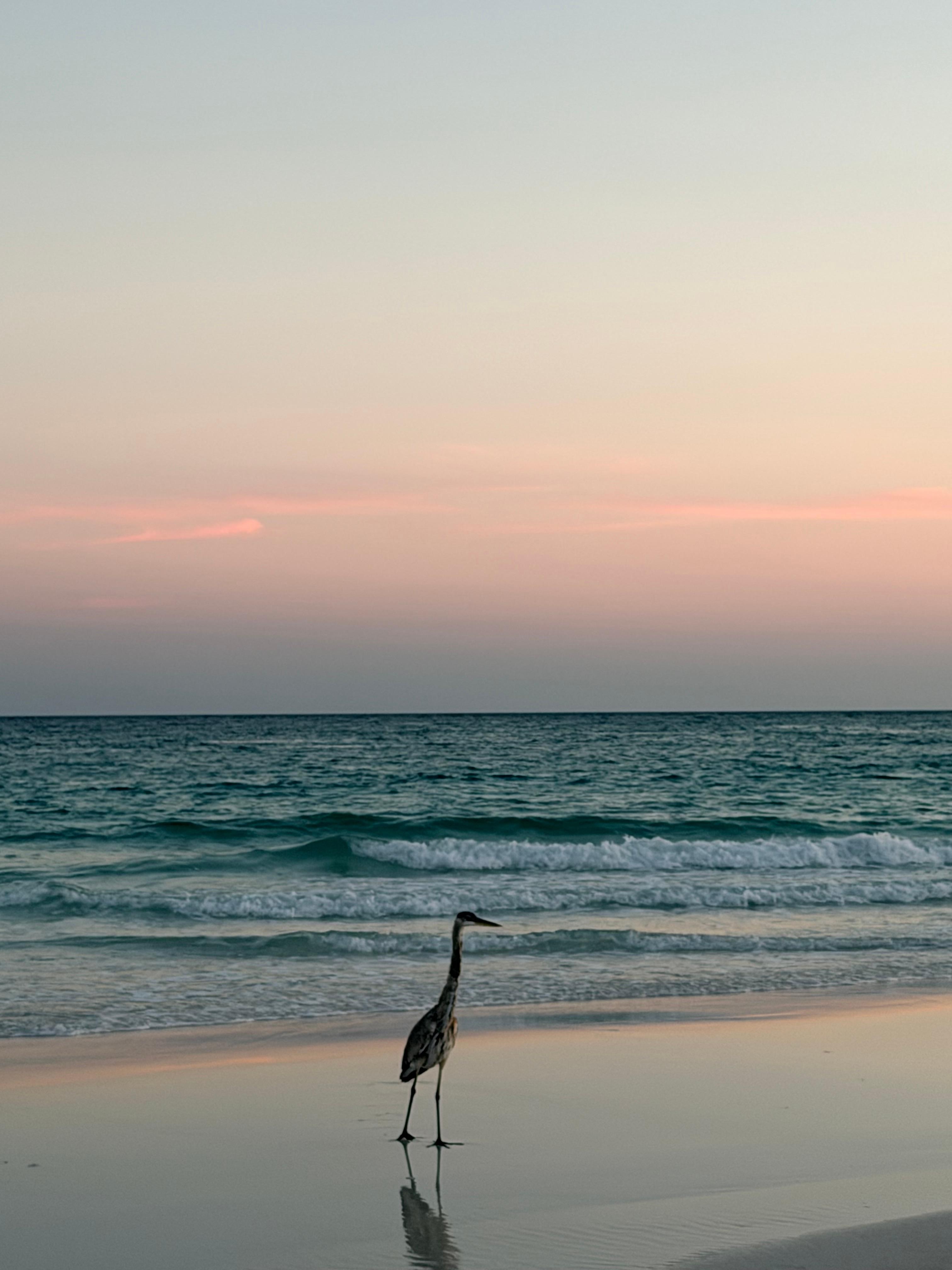 Visitor on the beach.