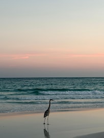 Visitor on the beach.