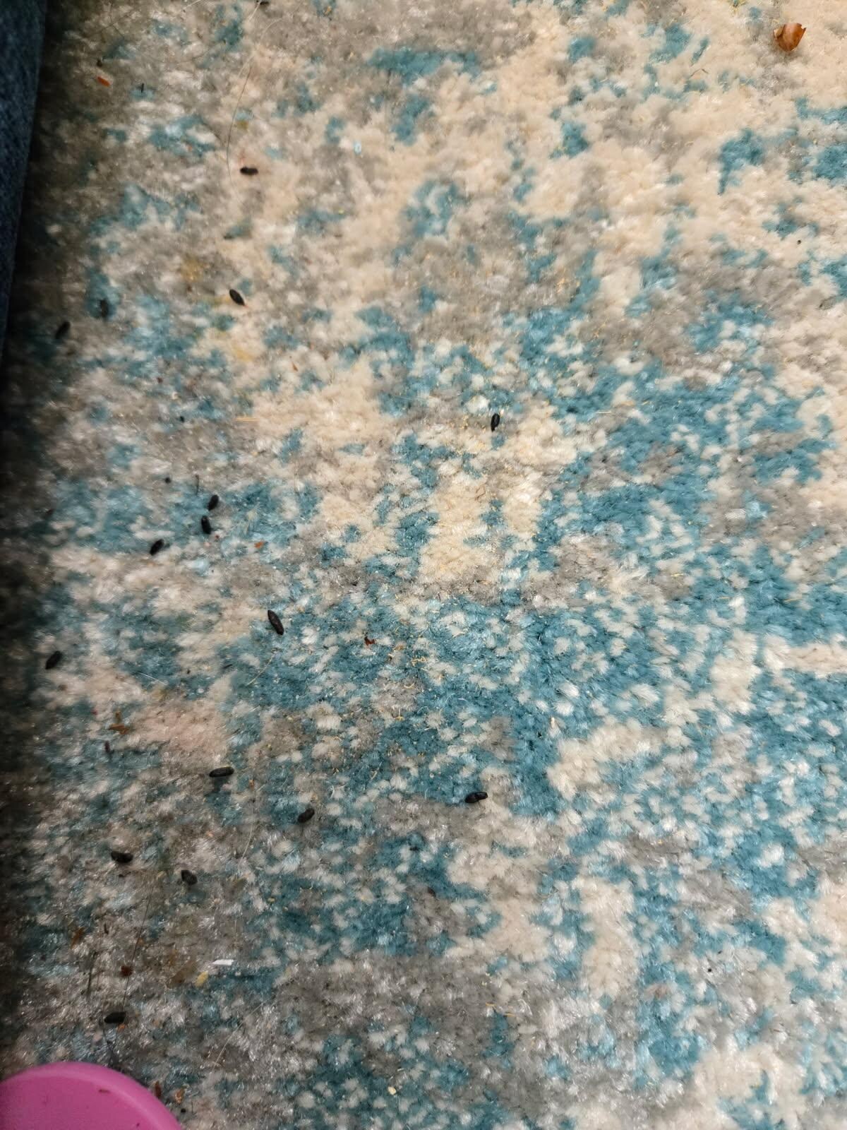 Mouse poop. 