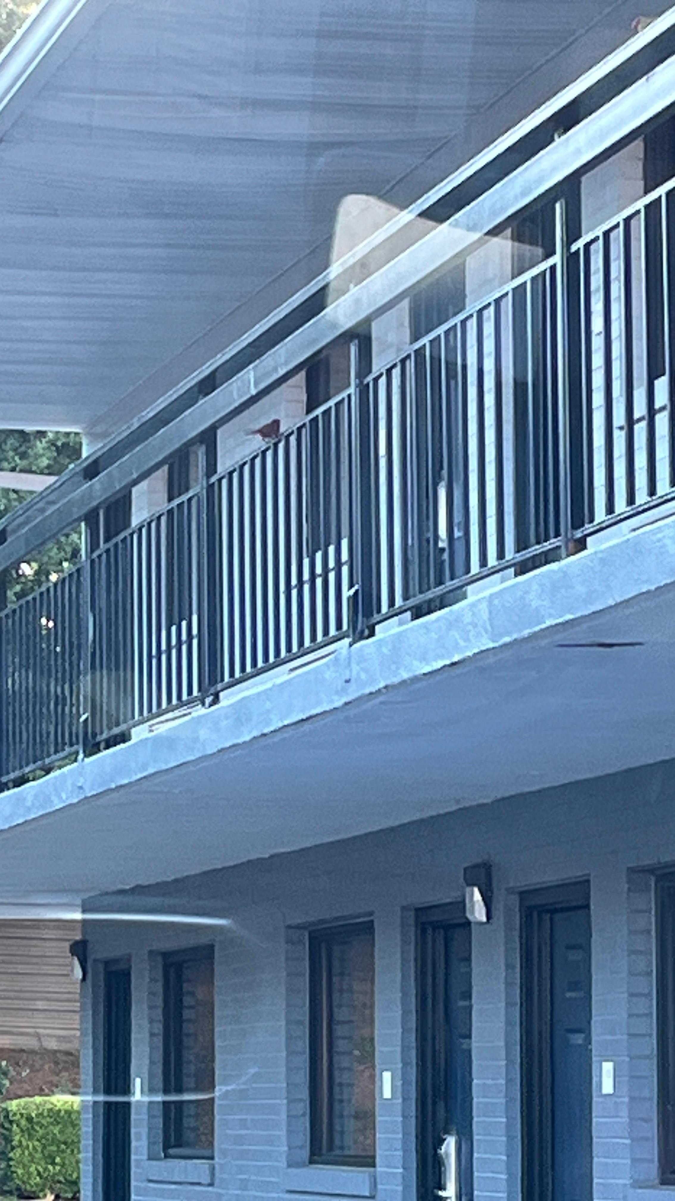 Red bird on railing.