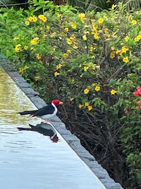 So much joy every morning as we had our coffee and watched the beautiful birds enjoy the home also!