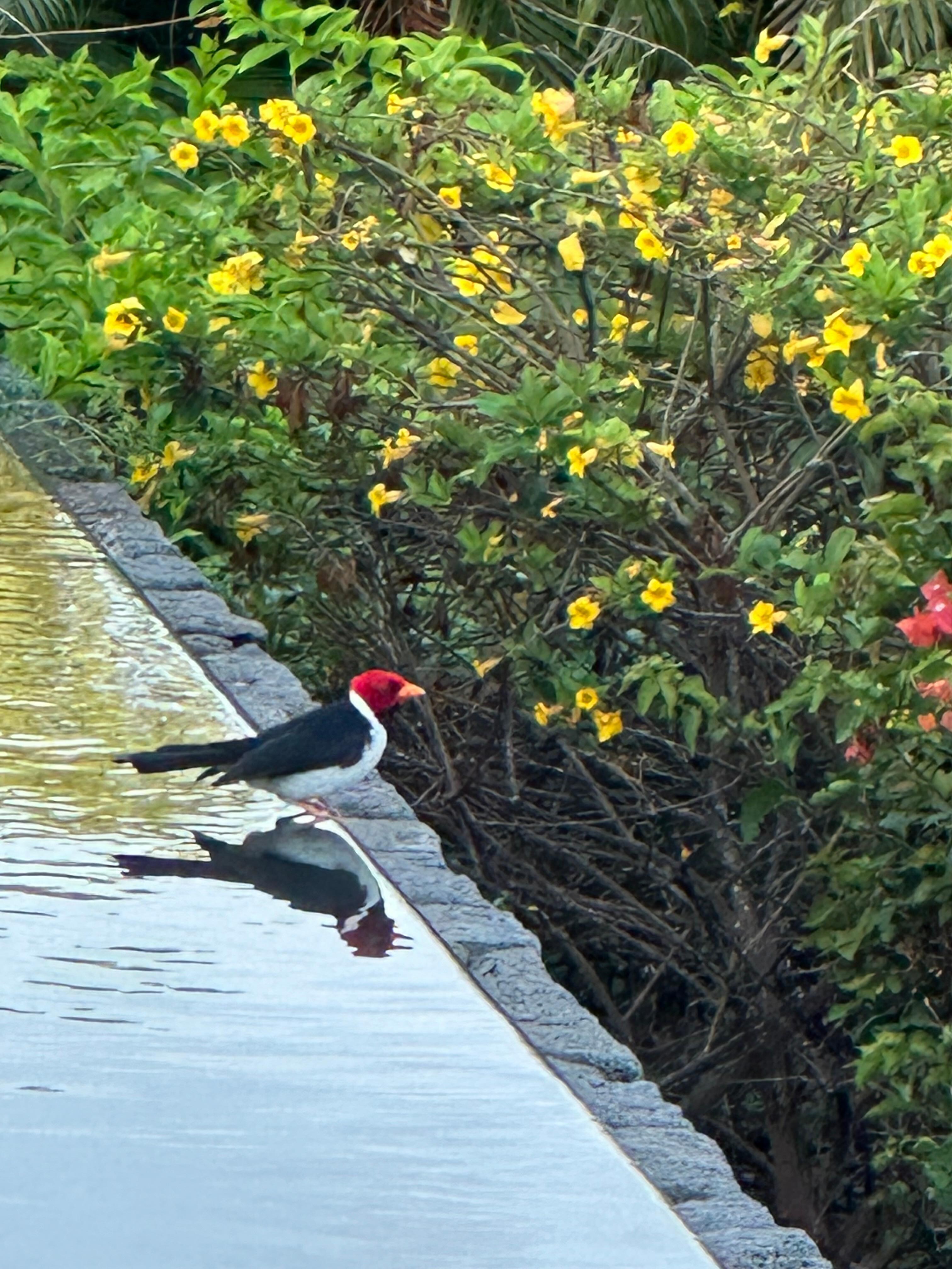 So much joy every morning as we had our coffee and watched the beautiful birds enjoy the home also!