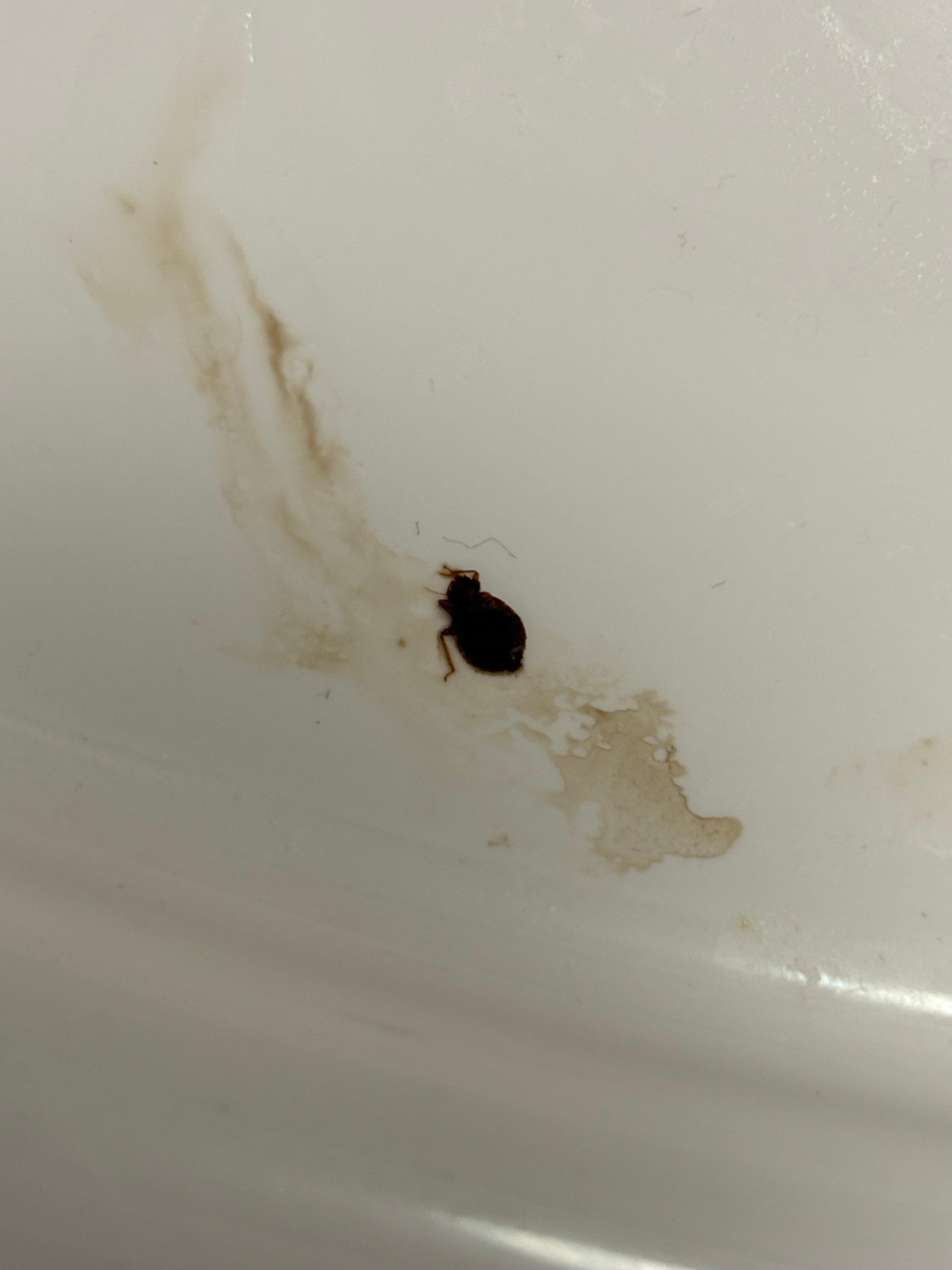 Live bedbug found in room. 