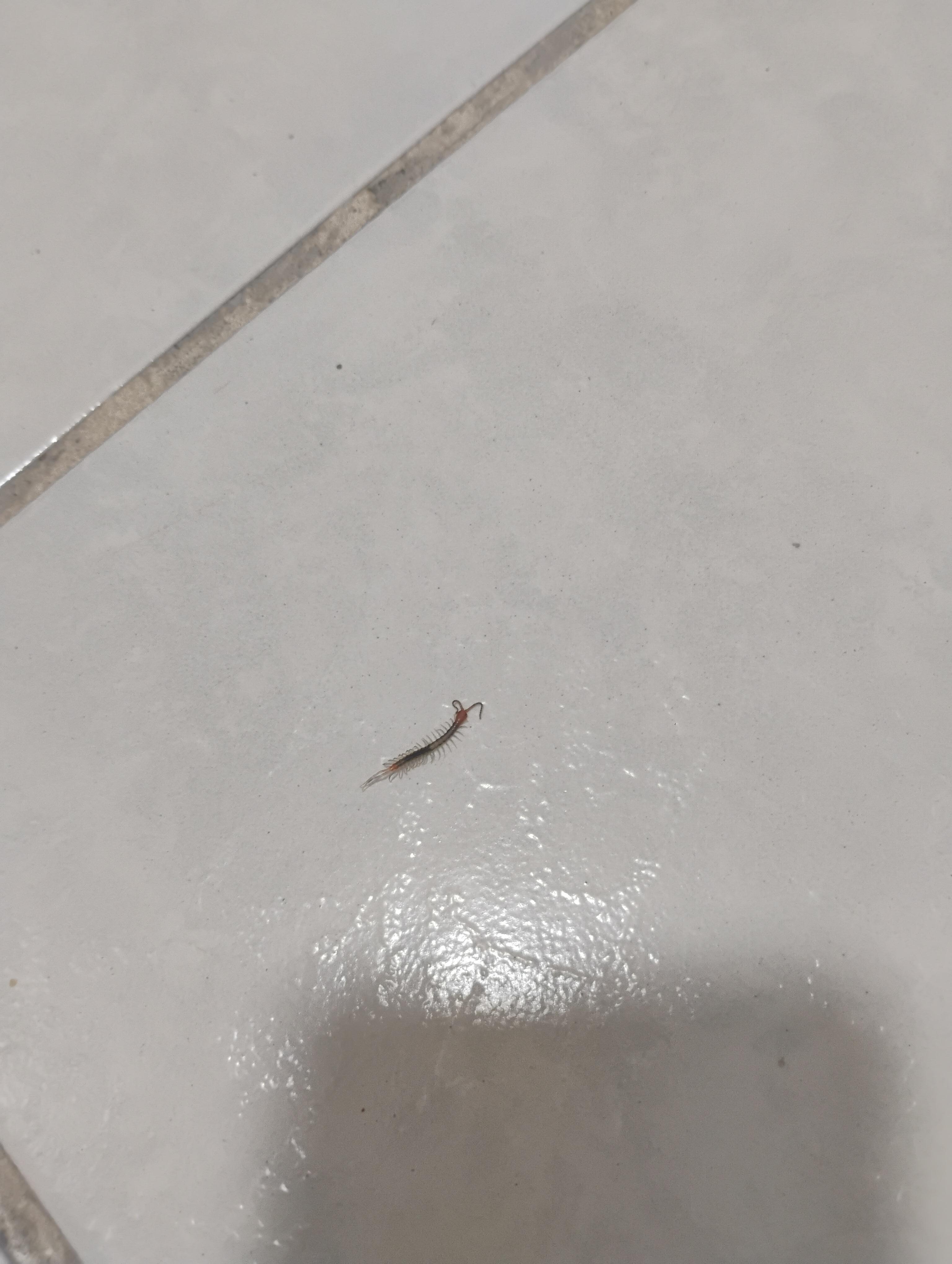 Weird kind of worm on the bathroom floor 