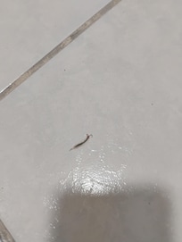 Weird kind of worm on the bathroom floor