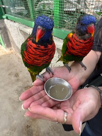 Bird Kingdom