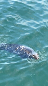 Seals at Chatham