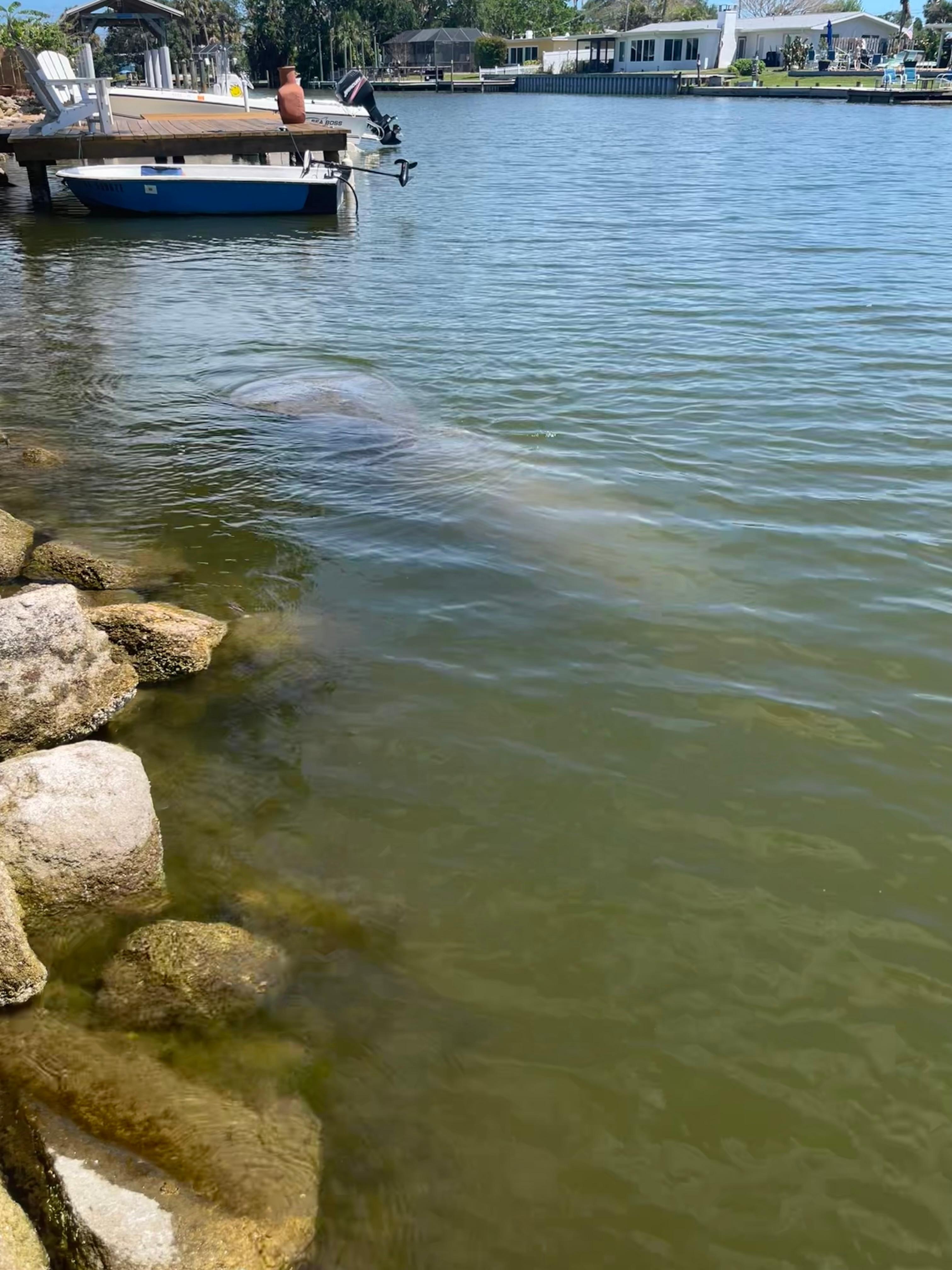 We watched several manatees but this mother and baby came right up to the dock 