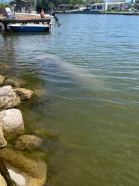 We watched several manatees but this mother and baby came right up to the dock