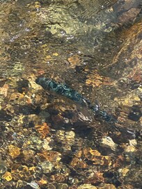 Fish in the stream