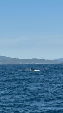 Humpback fluke in Puget Sound!
