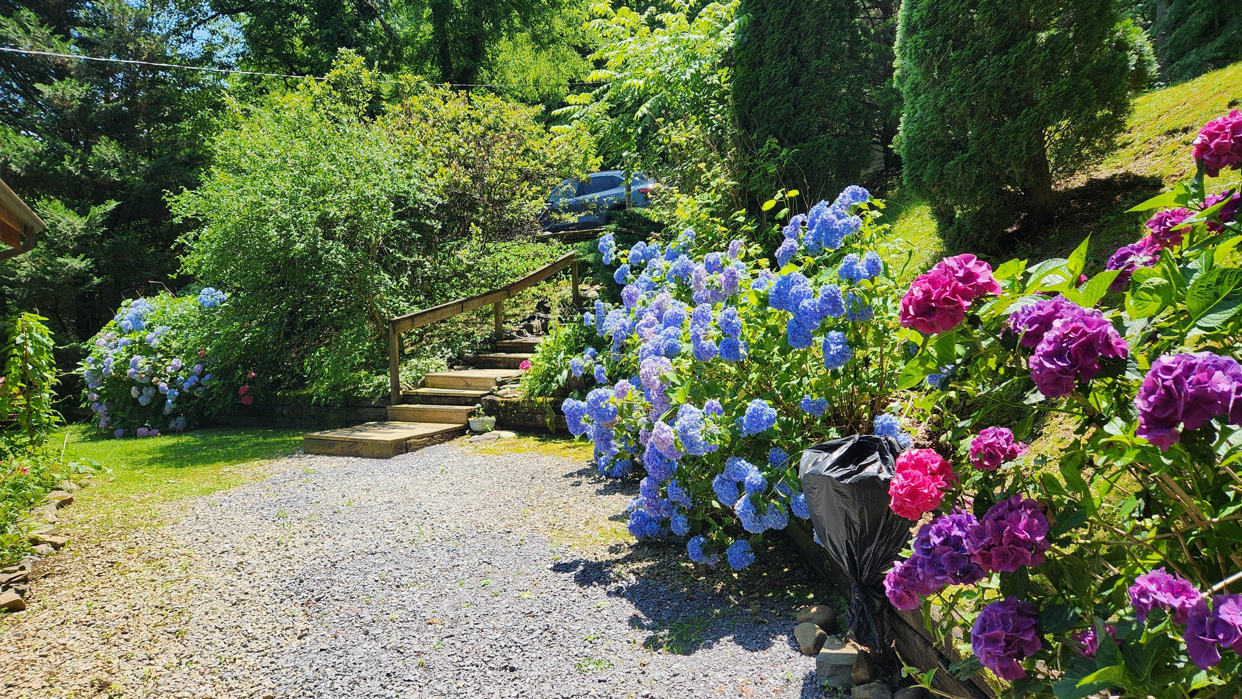 Gorgeous hydrangeas outside!