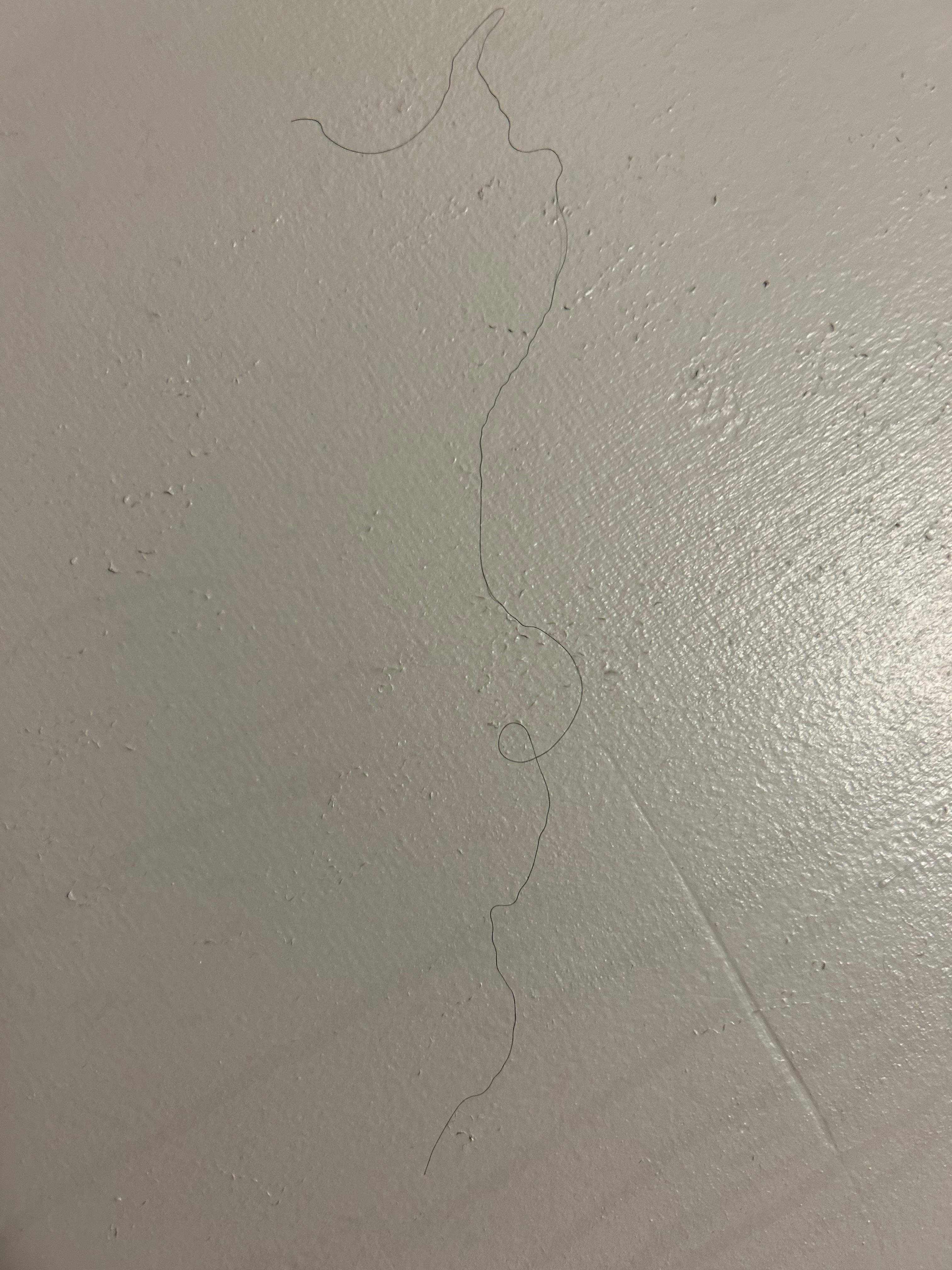 Long black hair on wall!