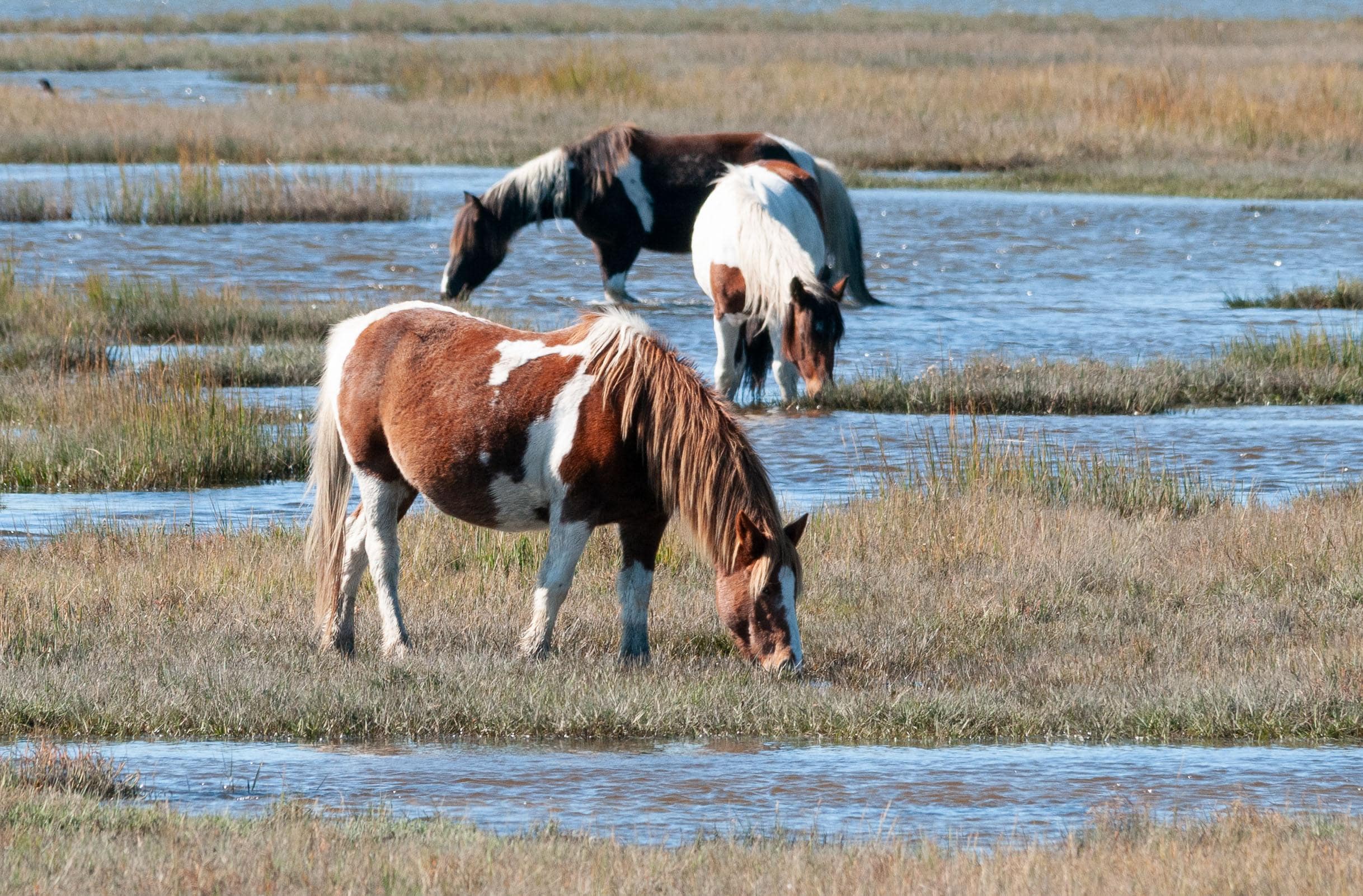 Chincoteague ponies in the marsh before Assateague National Seashore were easily accessible from The Refuge Inn