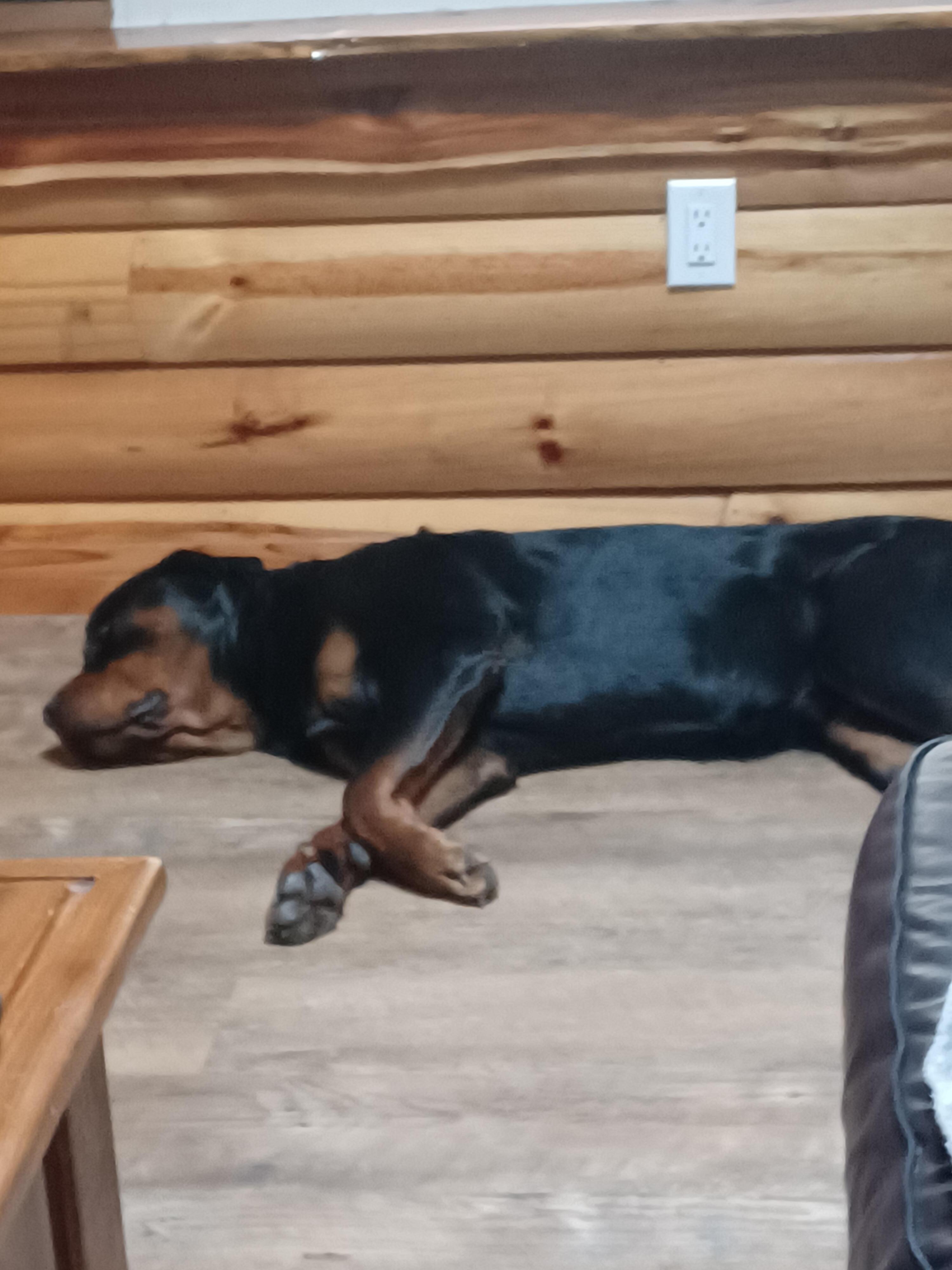 Tank takes a nap 