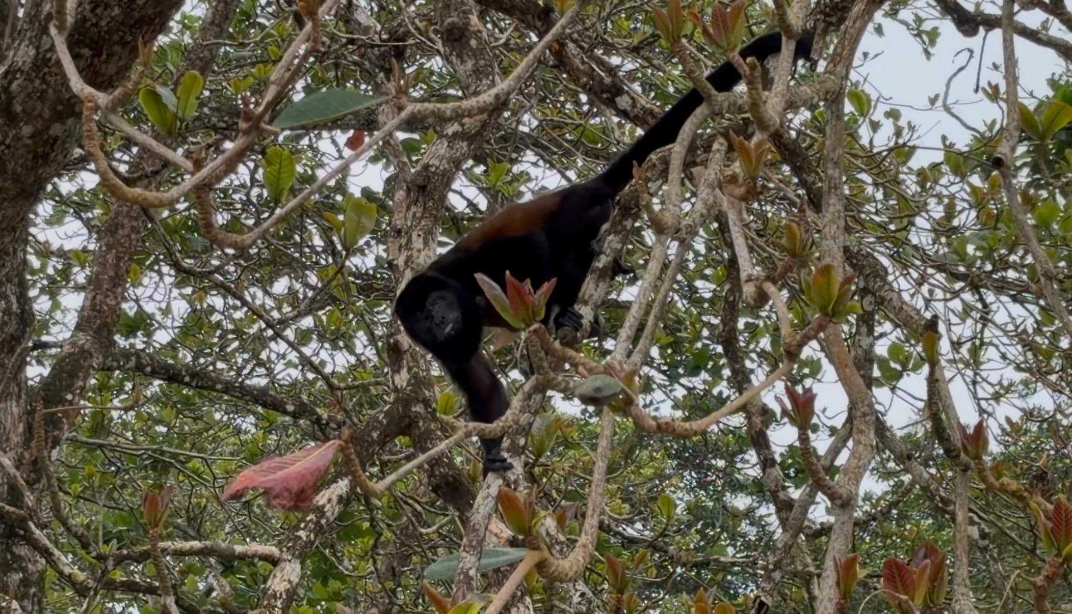 Monkeys at the beach right behind the property