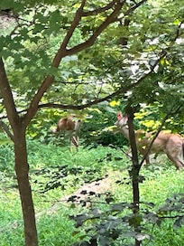 Deer as we arrived in the back !