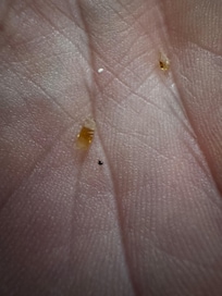 A couple of the chards of glass. There was a larger piece that my son threw away before the picture and possibly more left on the couch.