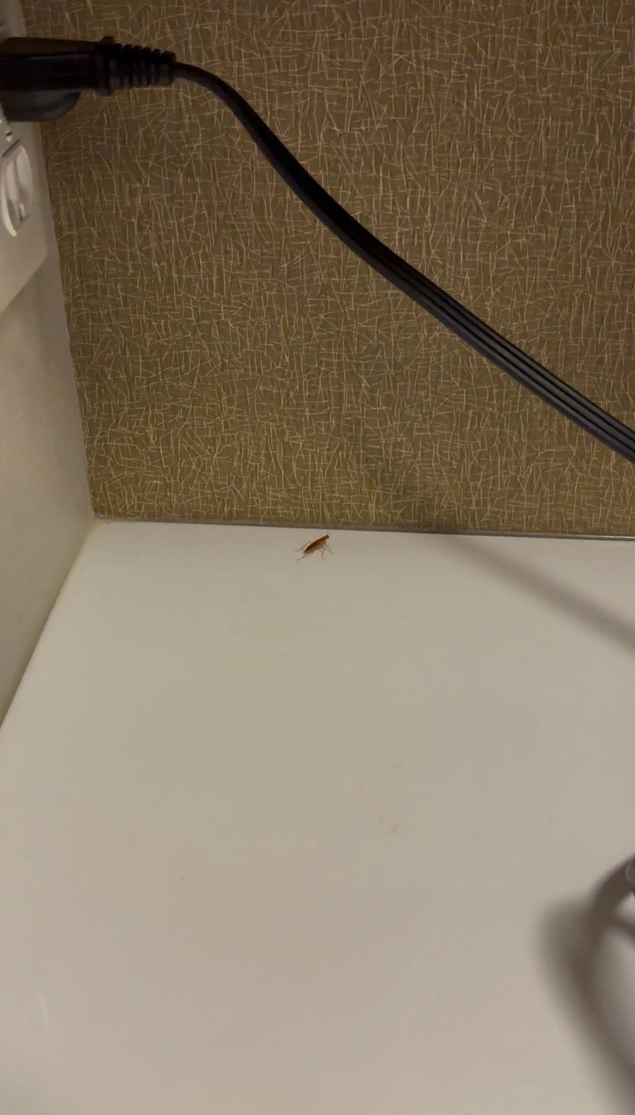 The cockroach in the first room