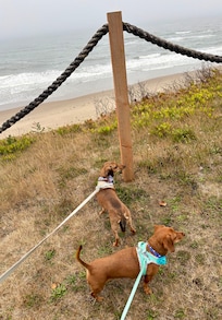 Pet area, featuring my dachshunds :)